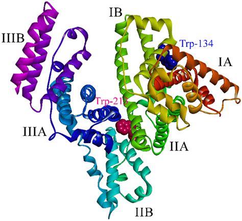 what is bovine serum albumin.